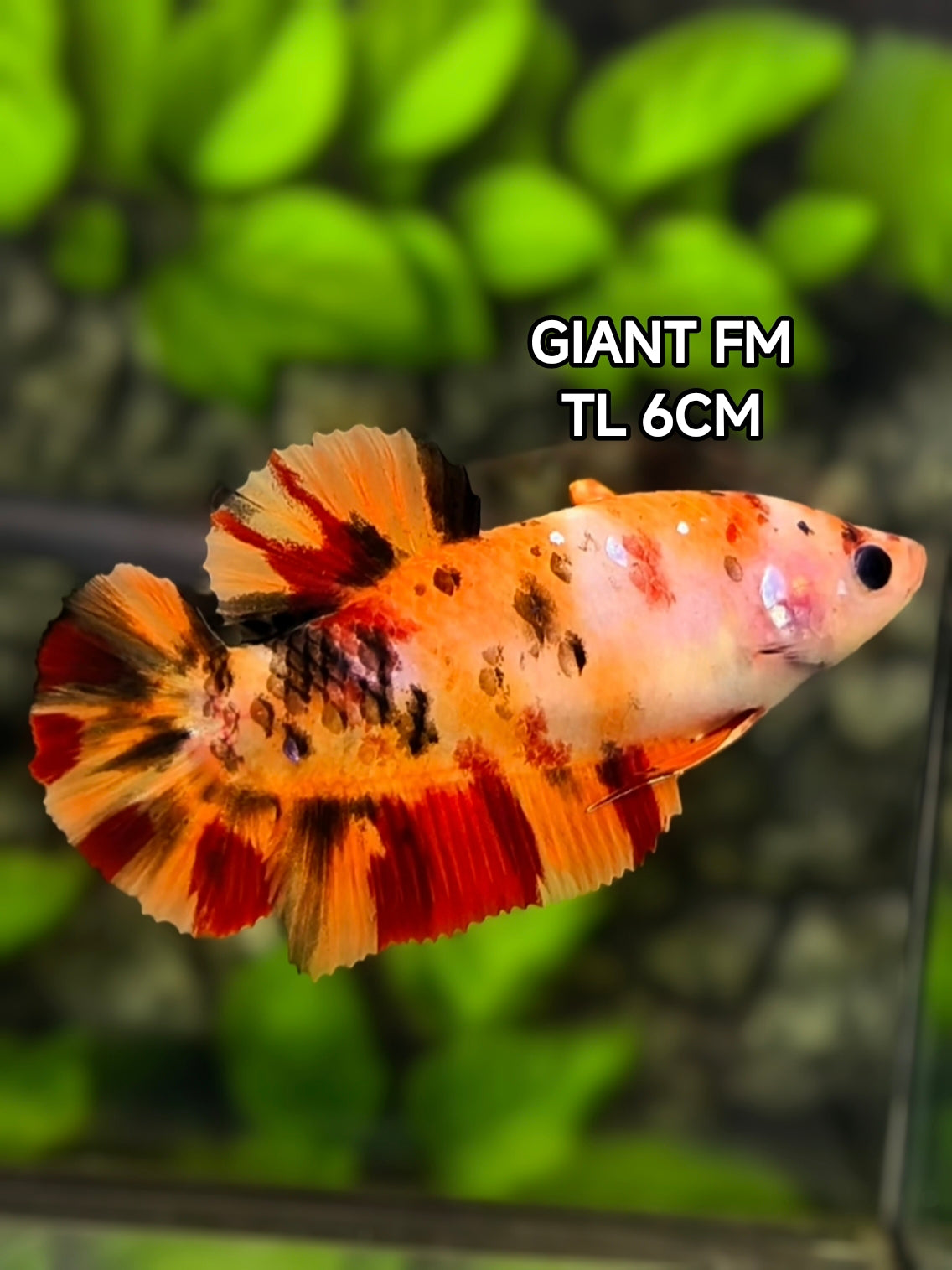 Orange Leopard Koi JUMBO GIANT HMPK Betta Fish Female