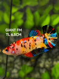 Multicolor Koi Galaxy JUMBO GIANT HMPK Betta Fish Female