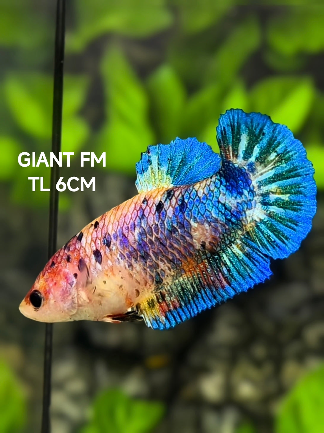 Fancy JUMBO GIANT HMPK Betta Fish Female