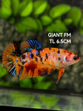 Multicolor Orange Koi Tiger Galaxy JUMBO GIANT HMPK Betta Fish Female