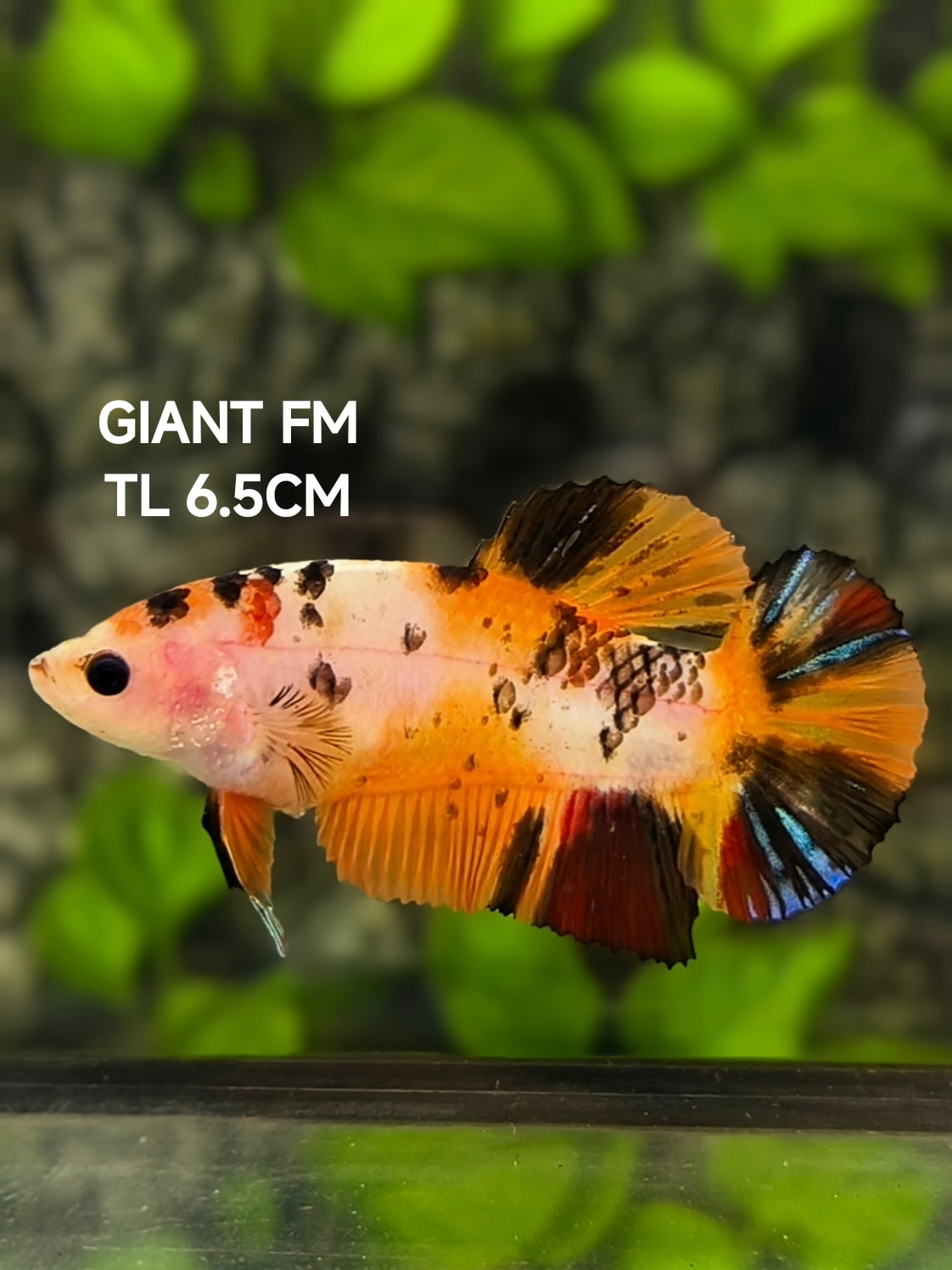 Orange Koi JUMBO GIANT HMPK Betta Fish Female