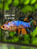 Multicolor JUMBO GIANT HMPK Betta Fish Female