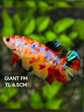 Multicolor Candy Galaxy JUMBO GIANT HMPK Betta Fish Female