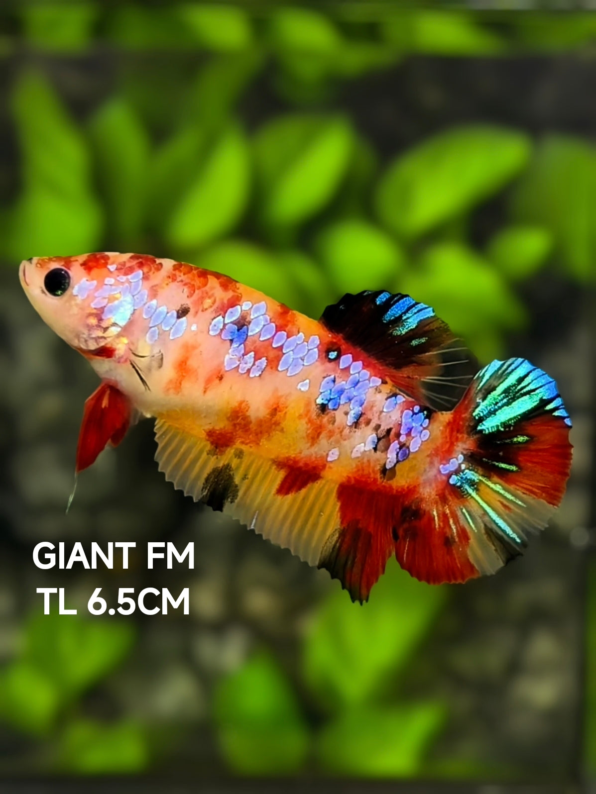 Multicolor Candy Galaxy JUMBO GIANT HMPK Betta Fish Female