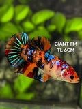 Multicolor Orange Koi Galaxy JUMBO GIANT HMPK Betta Fish Female