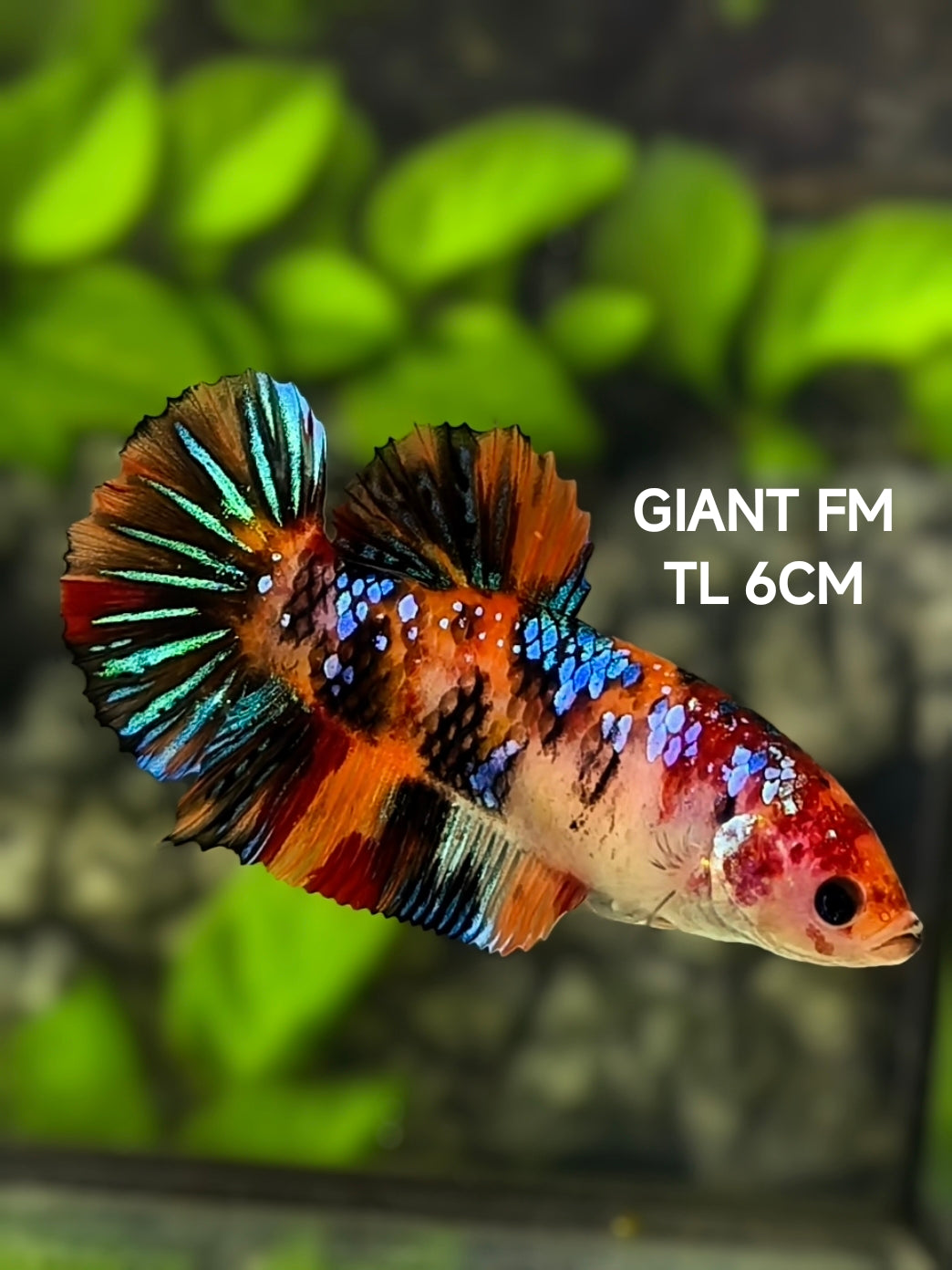 Multicolor Orange Koi Galaxy JUMBO GIANT HMPK Betta Fish Female