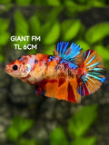 Multicolor Galaxy JUMBO GIANT HMPK Betta Fish Female