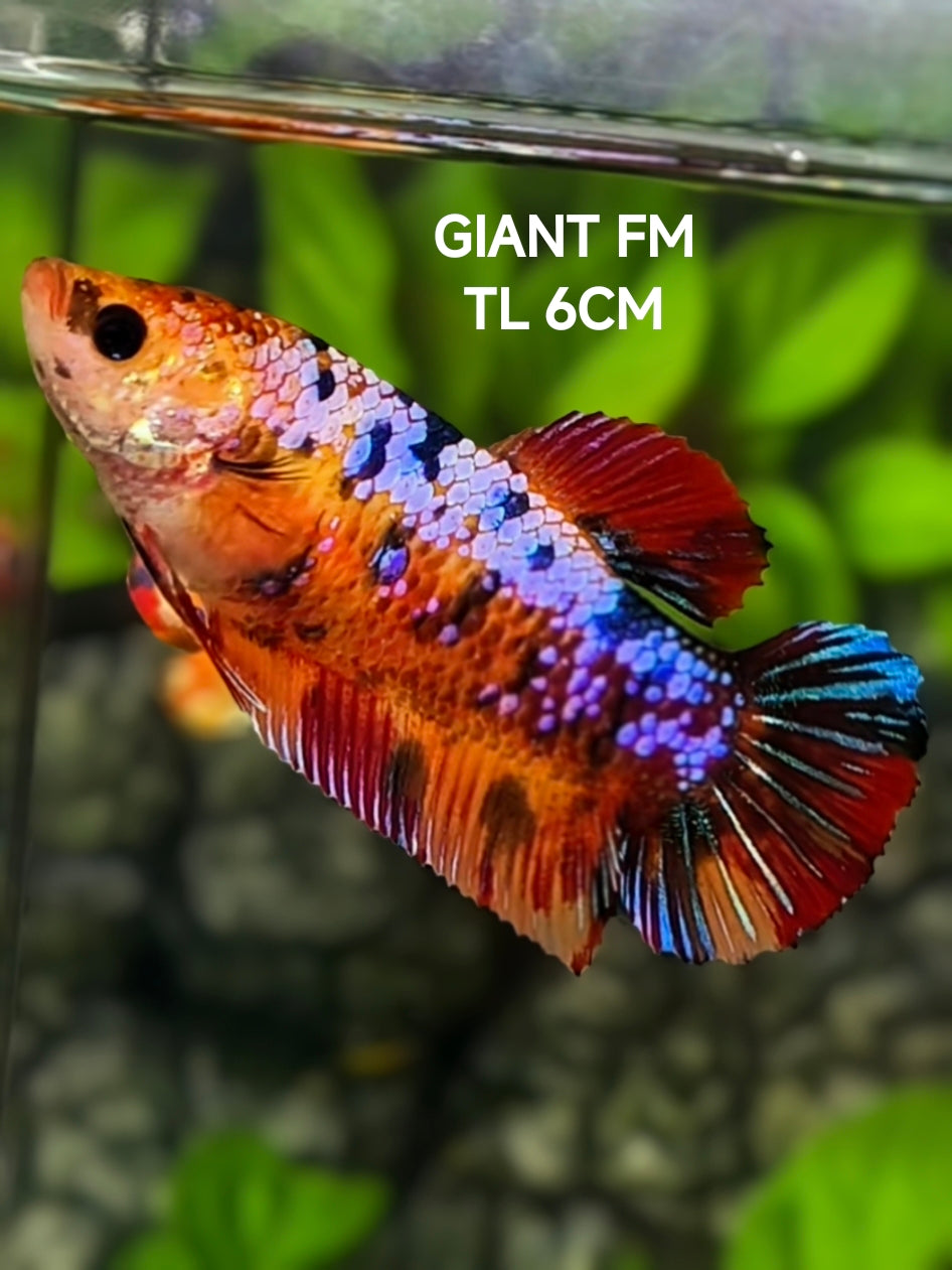 Multicolor Candy Galaxy JUMBO GIANT HMPK Betta Fish Female