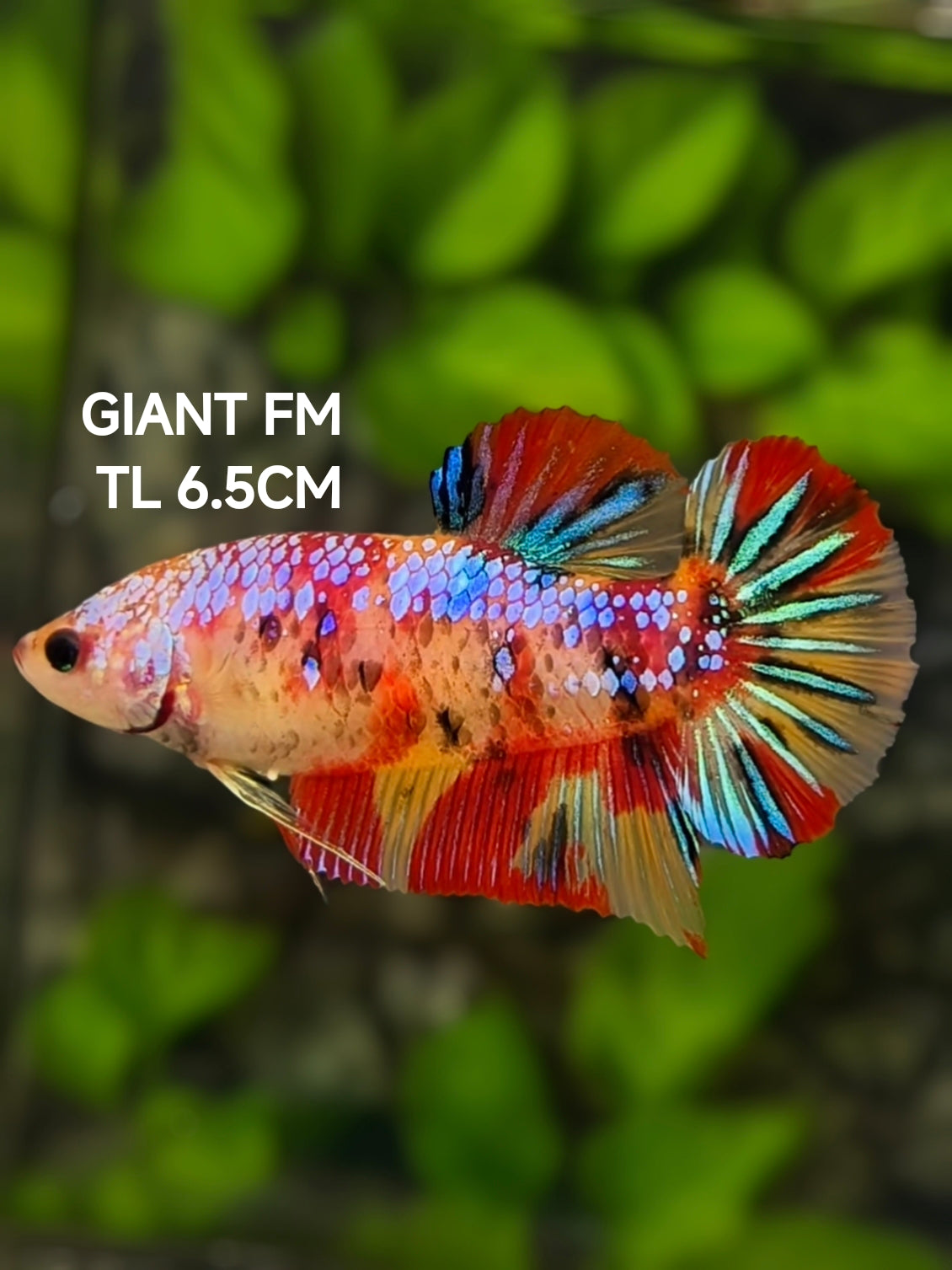 Multicolor Candy Galaxy JUMBO GIANT HMPK Betta Fish Female