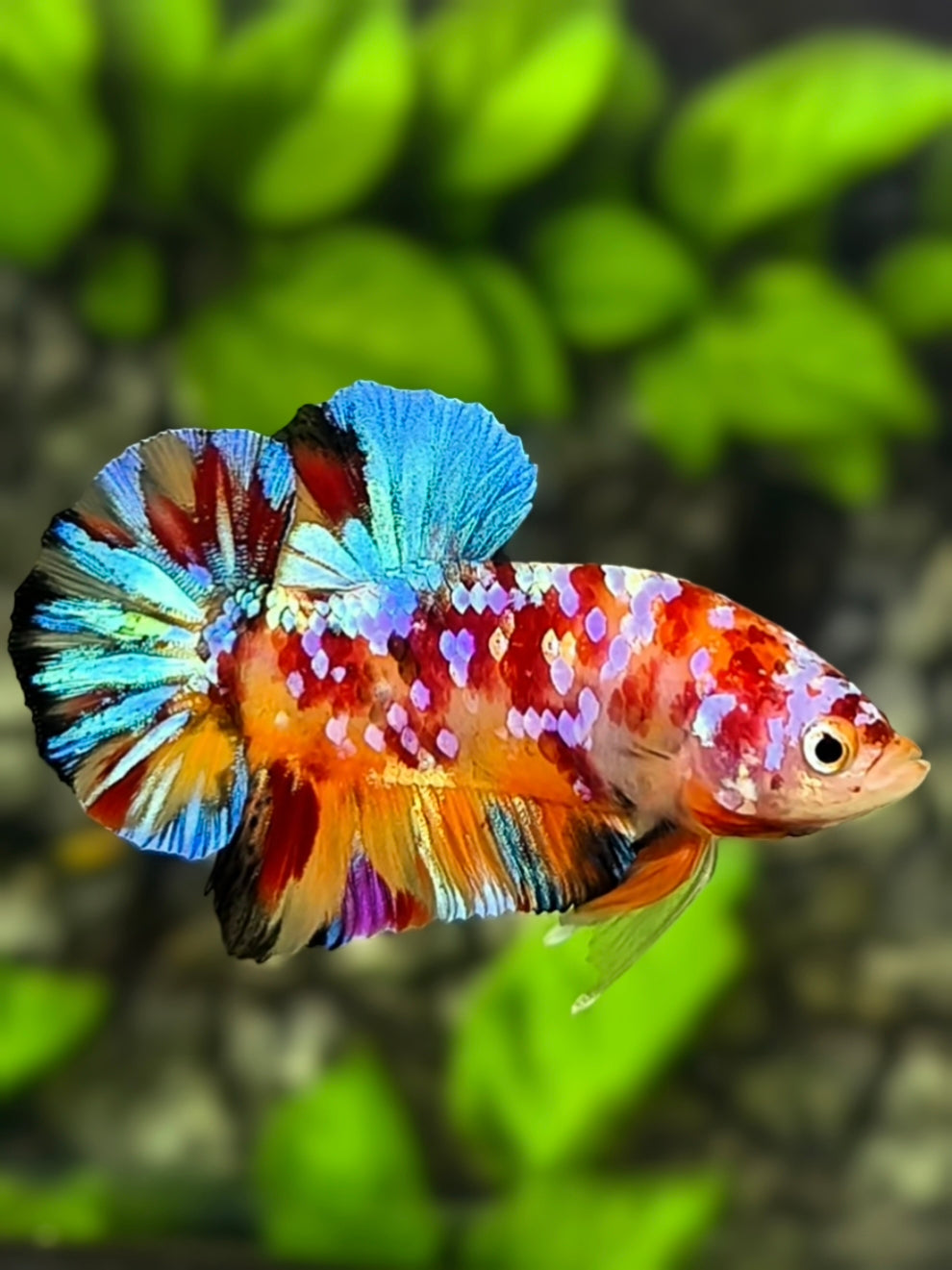Multicolor Galaxy HMPK Betta Fish Male