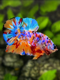 Multicolor Galaxy HMPK Betta Fish Male