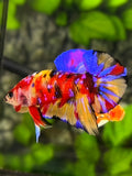 Multicolor Galaxy HMPK Betta Fish Male
