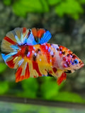 Yellowbase Multicolor Galaxy HMPK Betta Fish Male