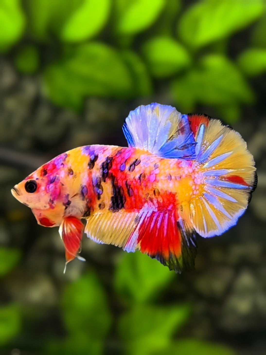 Yellowbase Multicolor Candy Galaxy HMPK Betta Fish Male