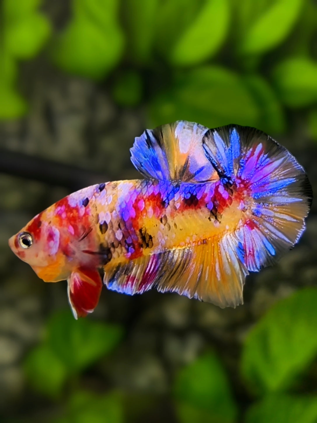 Yellowbase Multicolor Candy Galaxy Over HMPK Betta Fish Male