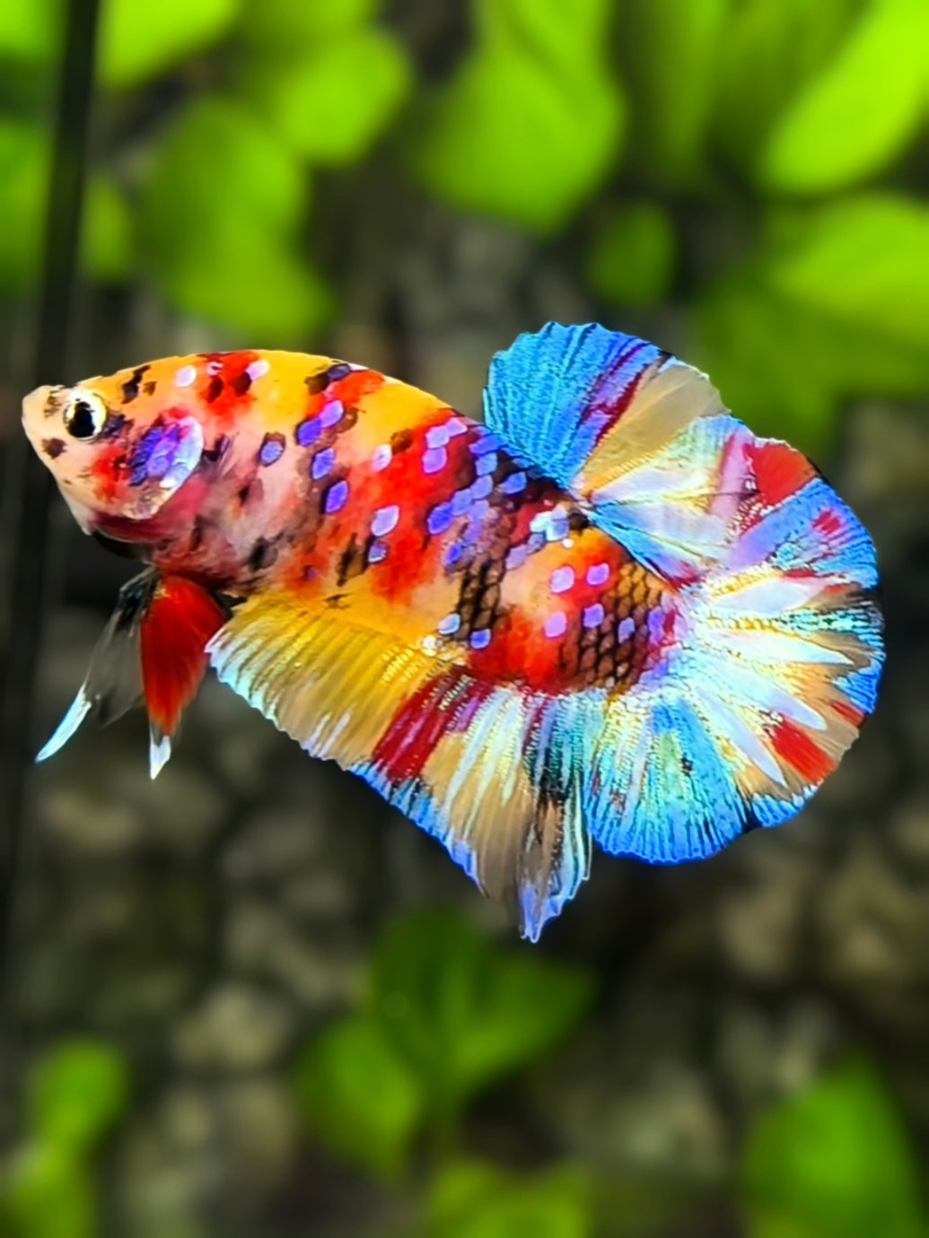 Yellowbase Multicolor Galaxy HMPK Betta Fish Male