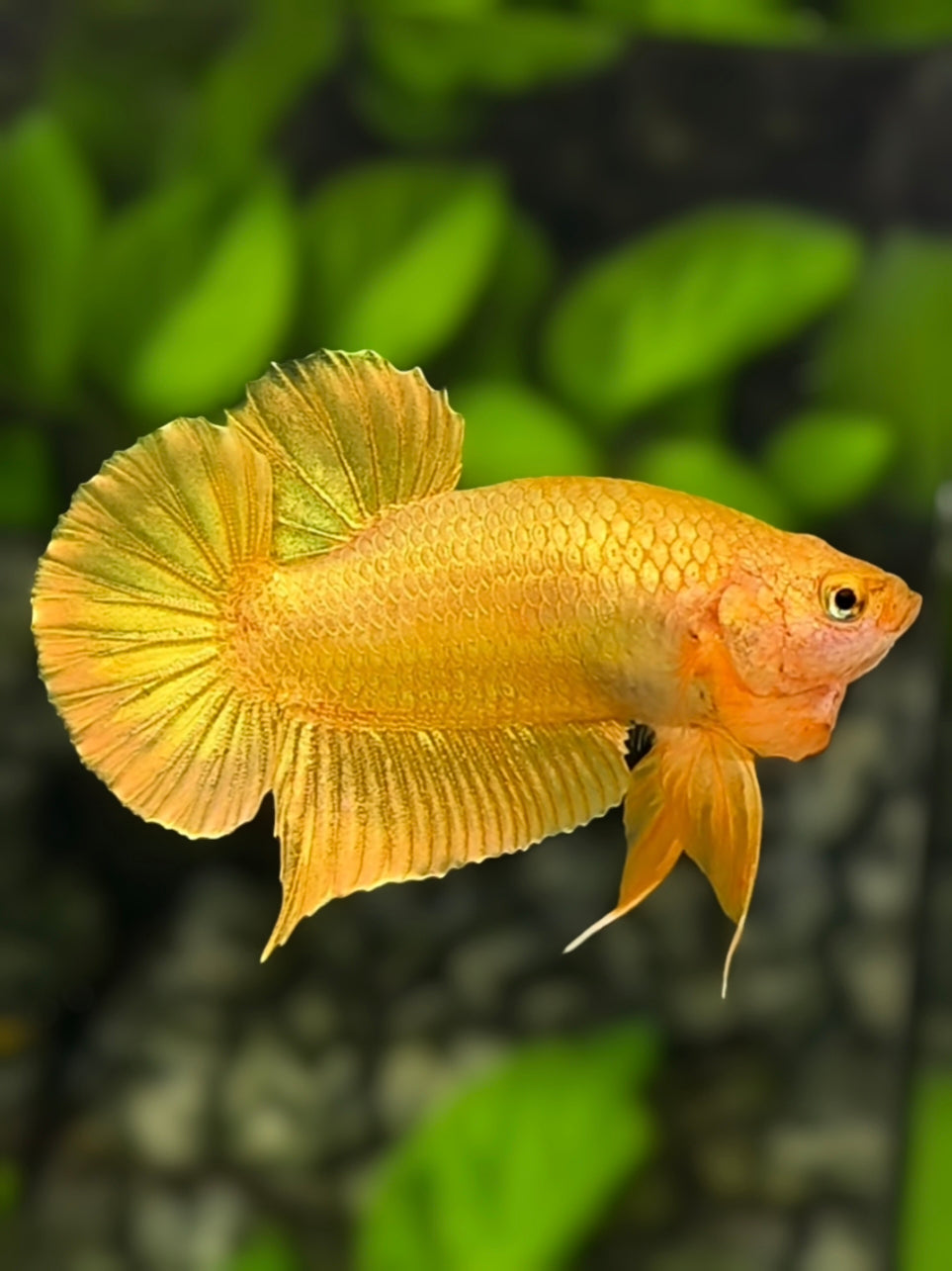 Solid Super Gold 24K HMPK Betta Fish Male
