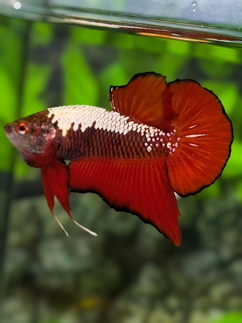 Red Samurai HMPK Betta Fish Male