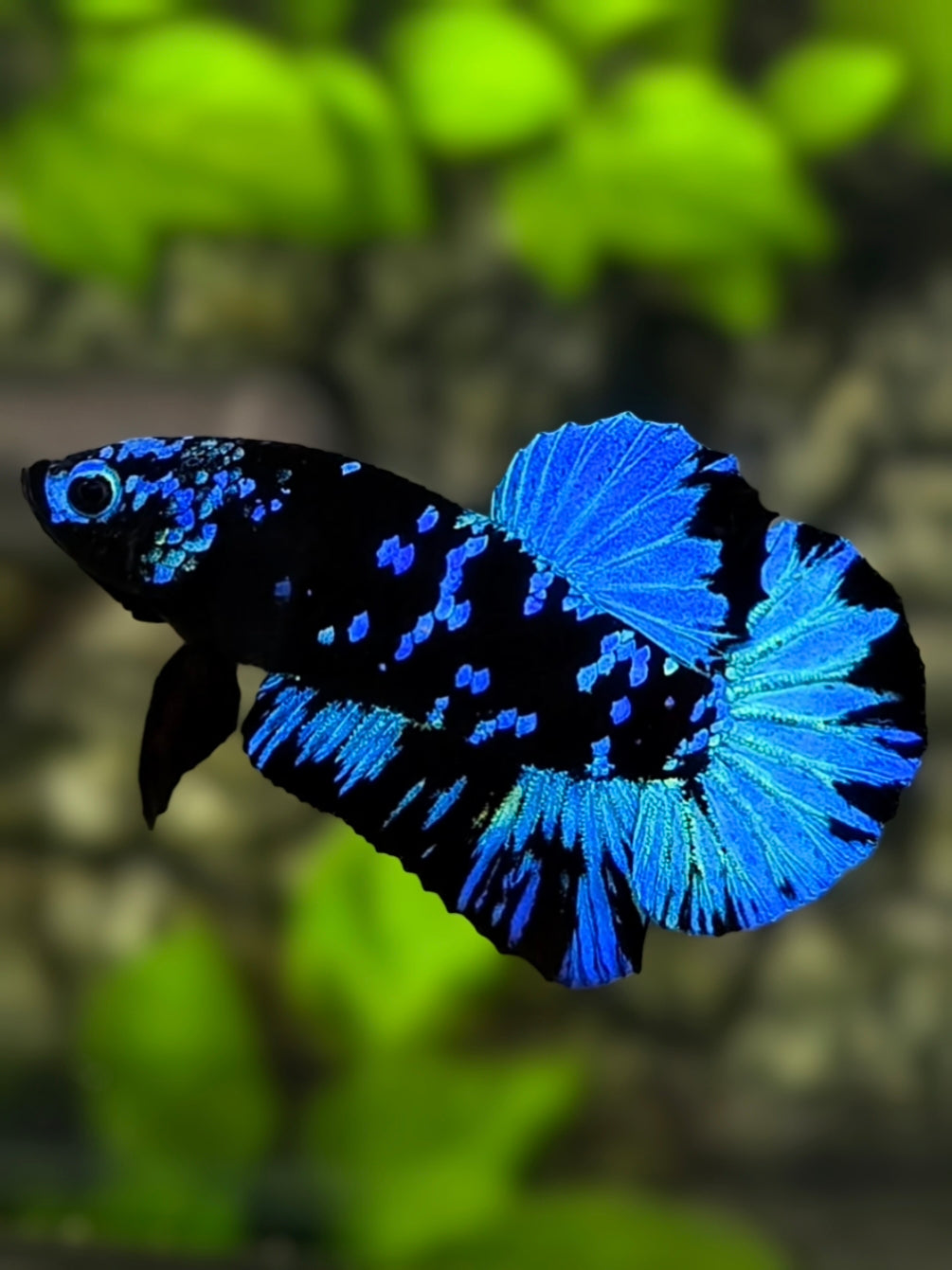 Avatar Blackstar Turquoise Blue HMPK Betta Fish Male