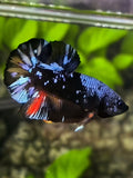 Avatar Blackstar Grey Variation HMPK Betta Fish Male