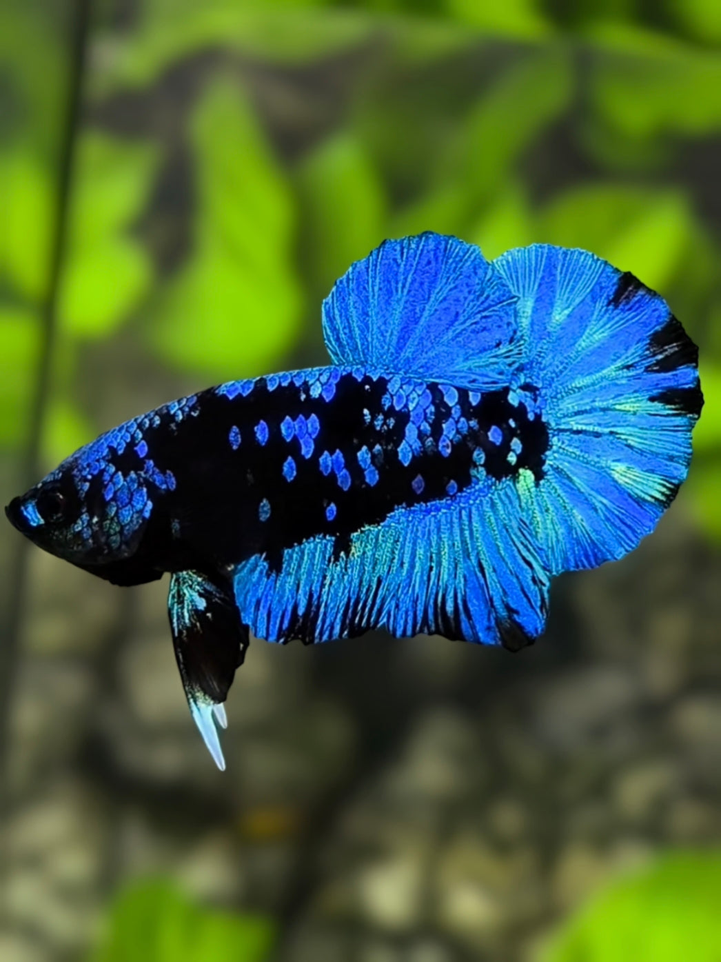Avatar Blackstar Turquoise Blue HMPK Betta Fish Male
