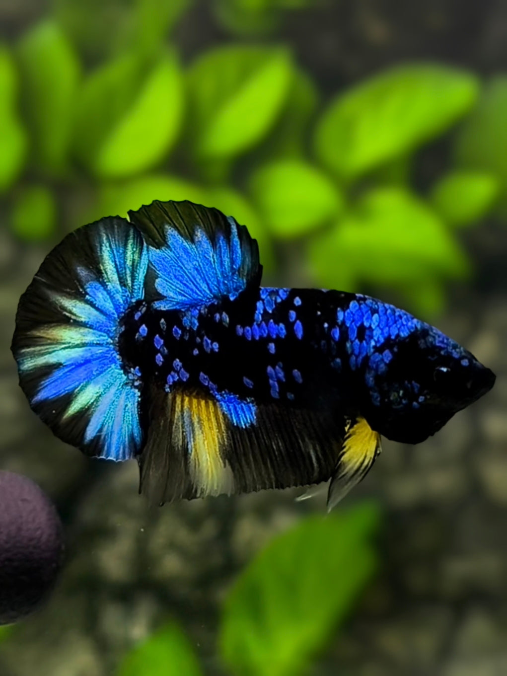 Avatar Blackstar Turquoise Blue HMPK Betta Fish Male