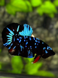Avatar Blackstar Turquoise Blue HMPK Betta Fish Male