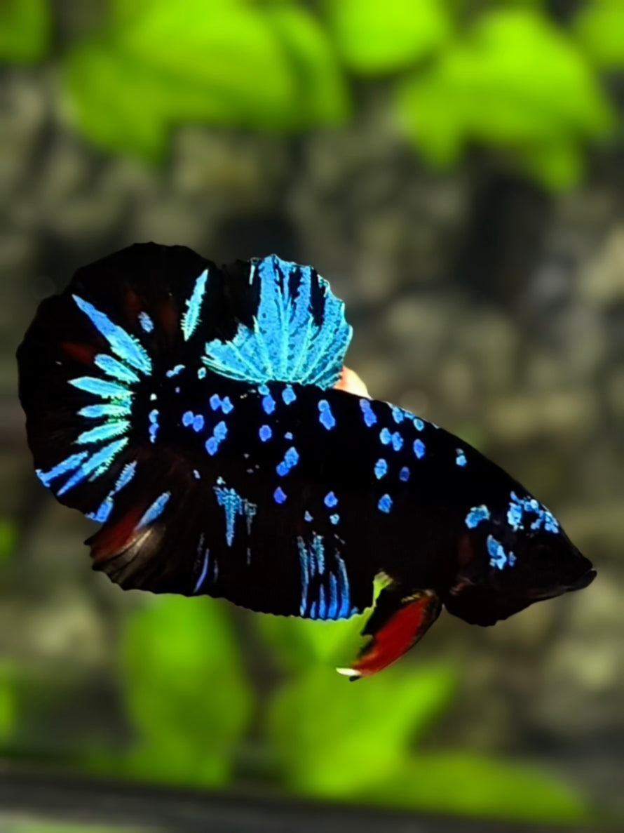 Avatar Blackstar Turquoise Blue HMPK Betta Fish Male