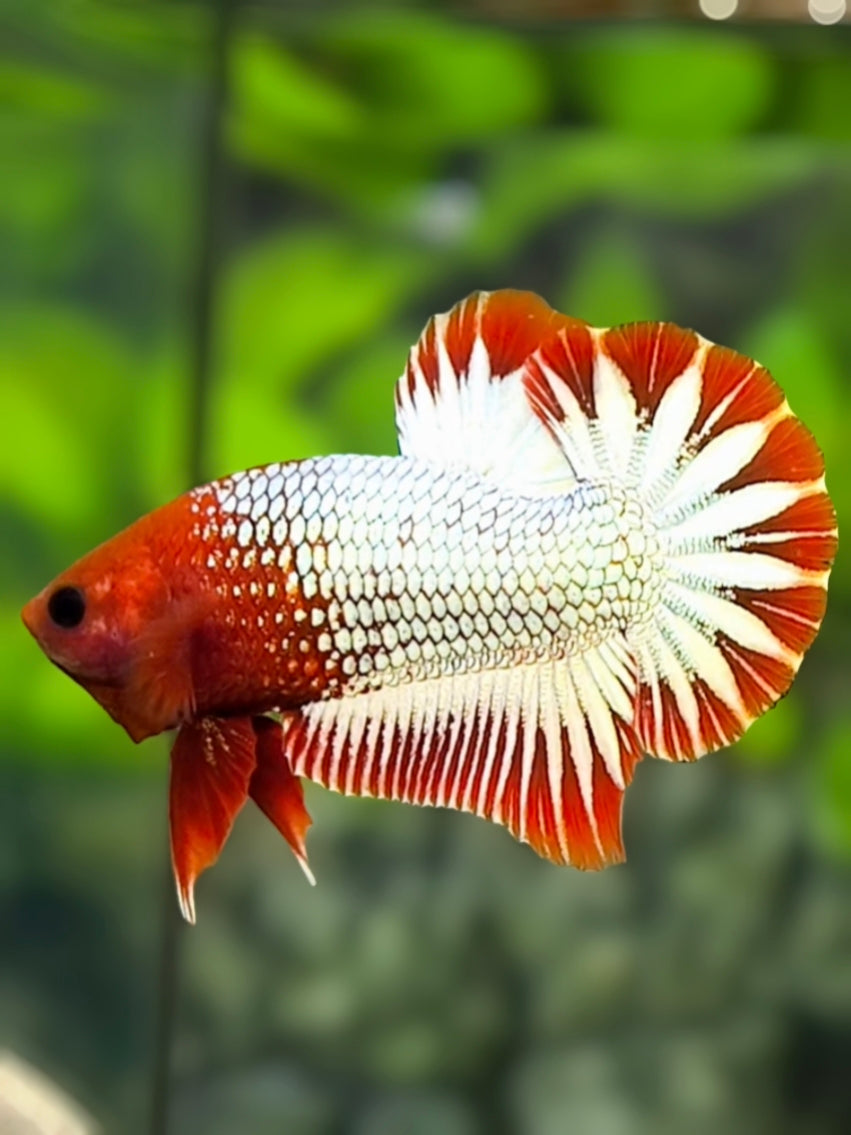 Red Head White Copper Fancy Startail HMPK Betta Fish Male