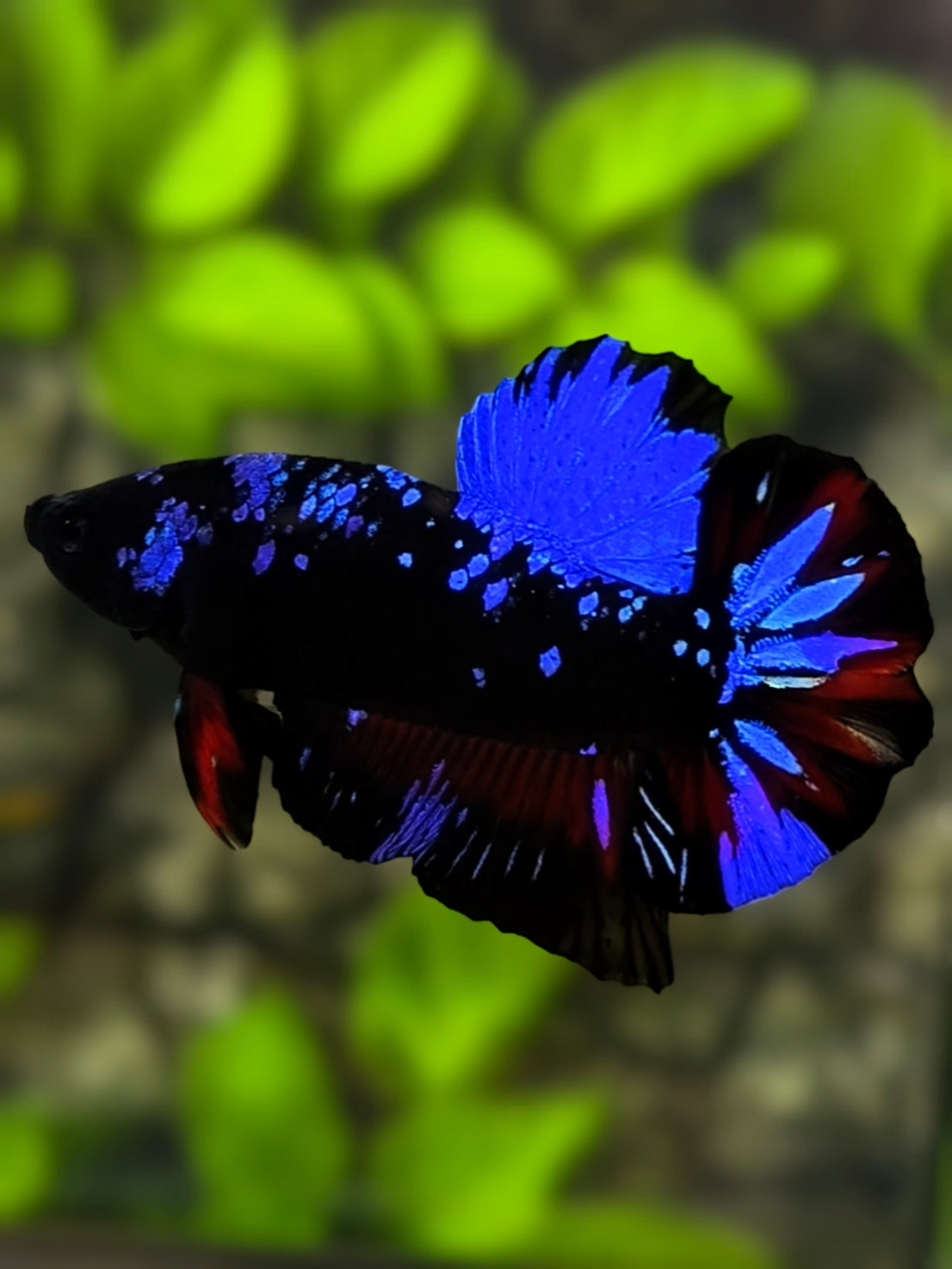 Avatar Blackstar Blue HMPK Betta Fish Male