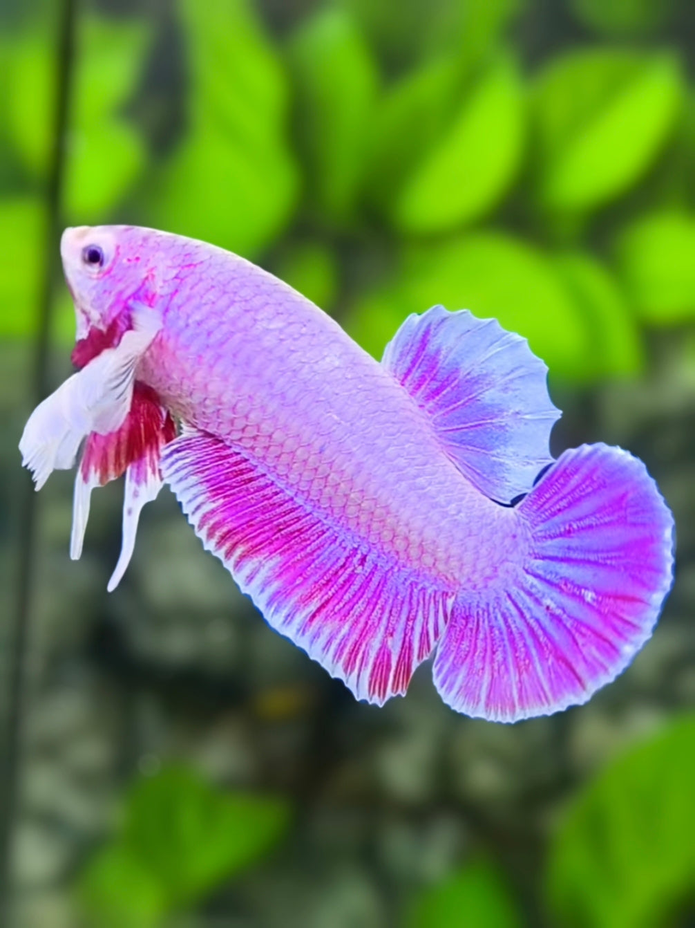 Pink Dumbo Ears HMPK Betta Fish Male