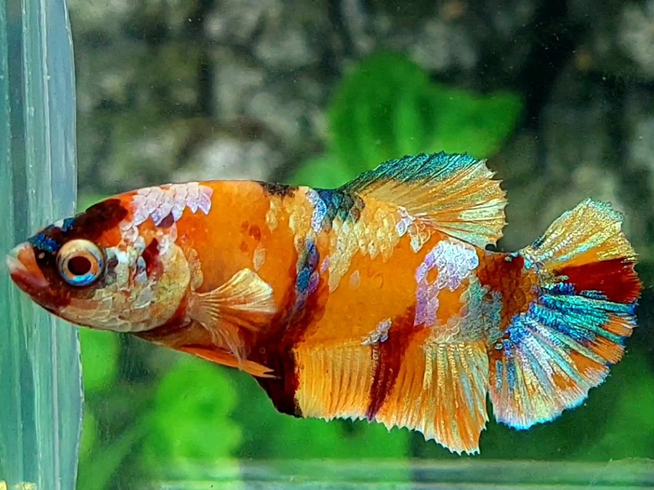 Multicolor Orange Gold Candy HMPK Female For Sorority / Breed