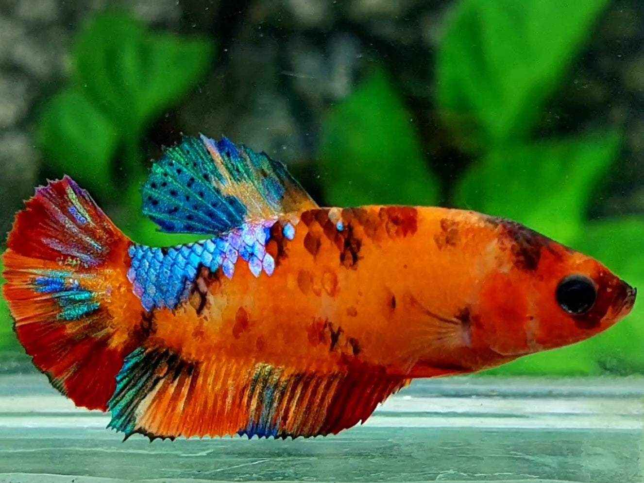 Orange Candy HMPK Female For Sorority / Breed