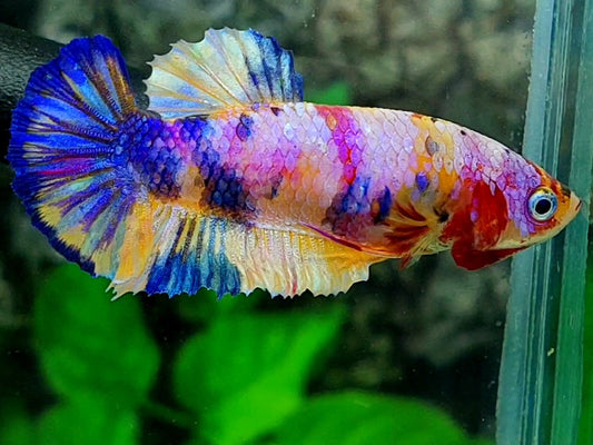 Multicolor Pink Purple Candy HMPK Female For Sorority / Breed