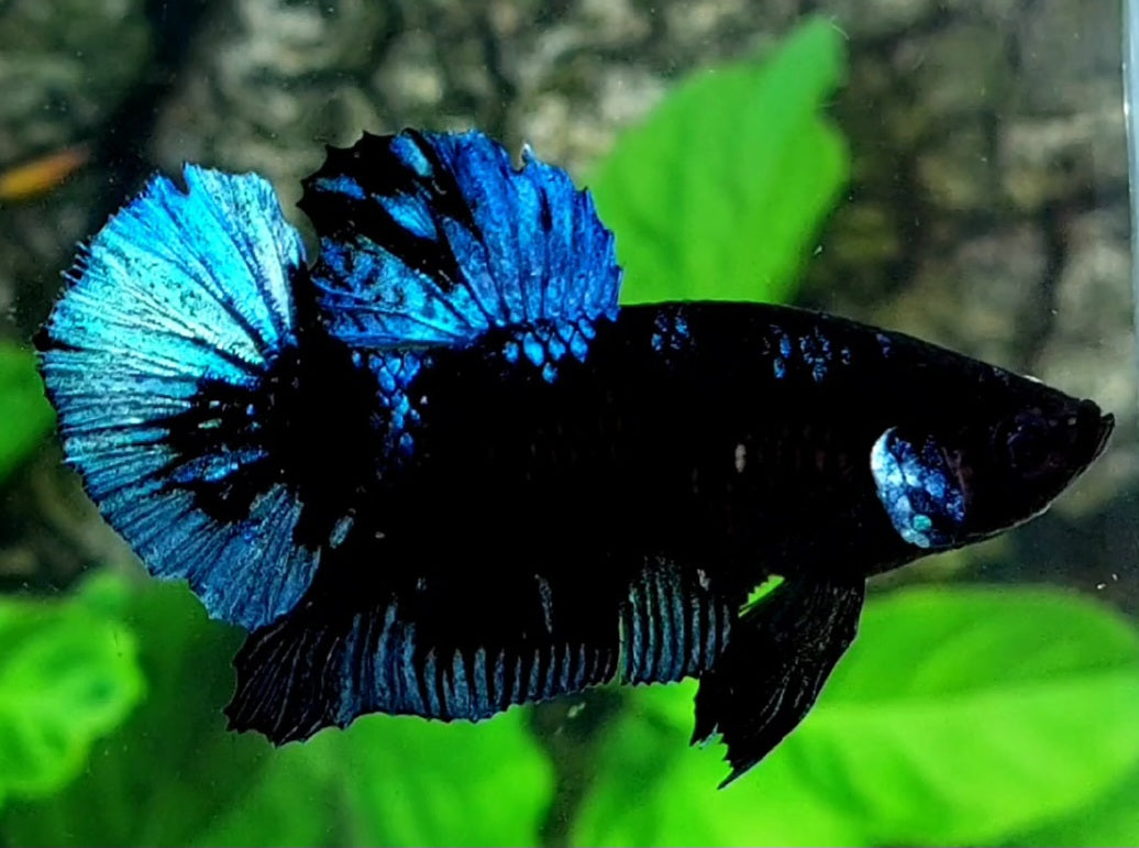 Blackstar Blue Steel HMPK Male