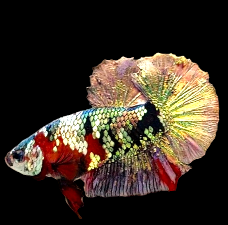 Red Koi Copper Gold Galaxy HMPK Male