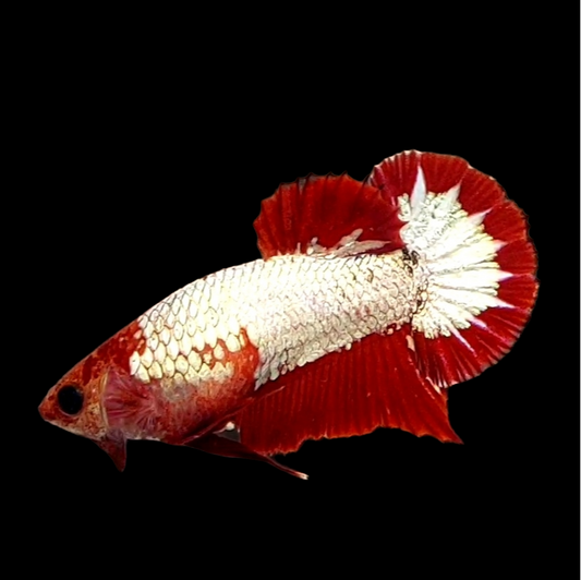 Red Head White Copper HMPK Female For Sorority Tank/Breed