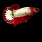 Red Head White Copper HMPK Female For Sorority Tank/Breed