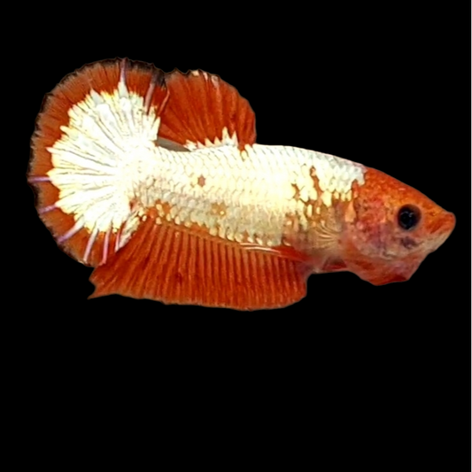 Orange Head White Copper HMPK Female For Sorority Tank/Breed