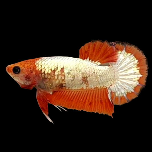 Orange Head White Copper HMPK Female For Sorority Tank/Breed