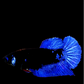 Blue Black Light HMPK Female For Sorority Tank/Breed