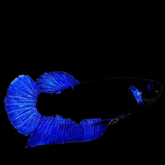 Blue Black Light HMPK Female For Sorority Tank/Breed