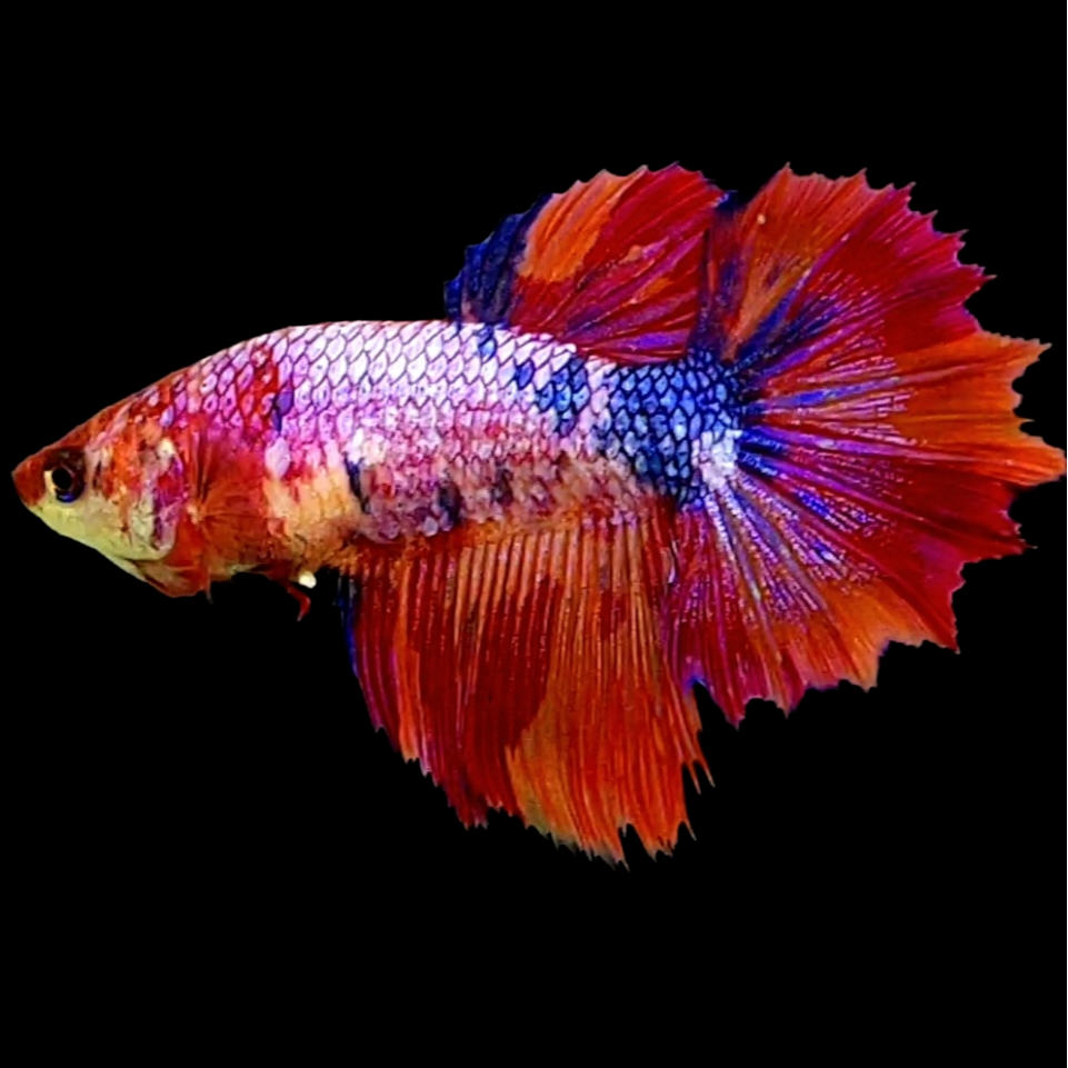 Multicolor Pink Purple Candy Halfmoon Female For Sorority Tank/Breed