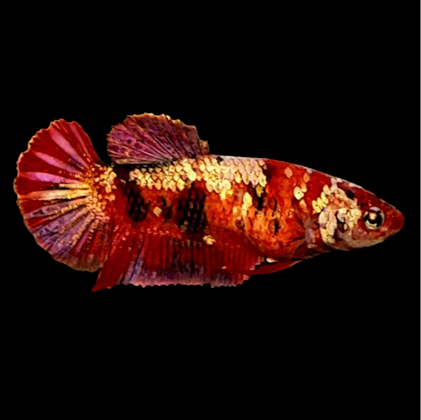 Red Koi Copper Gold Galaxy HMPK Female For Sorority Tank/Breed