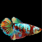 Multicolor Galaxy Halfmoon Female For Sorority Tank/Breed