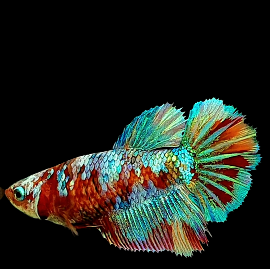 Multicolor Galaxy Halfmoon Female For Sorority Tank/Breed