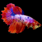 Multicolor Pink Purple Candy Halfmoon Female For Sorority Tank/Breed