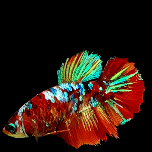 Multicolor Galaxy Halfmoon Female For Sorority Tank/Breed