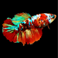 Multicolor Galaxy Halfmoon Female For Sorority Tank/Breed