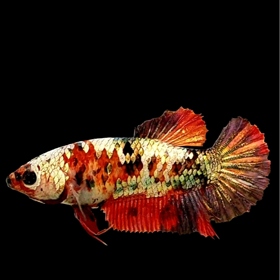 Red Koi Copper Purple Gold Galaxy HMPK Female For Sorority Tank/Breed